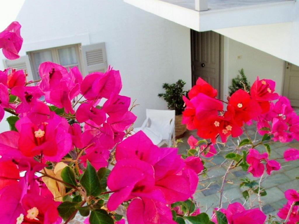Aparthotel Despina'S Mare Naousa  Exterior foto
